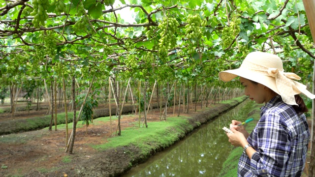 亚洲妇女农民在葡萄园中检查葡萄的收获视频素材