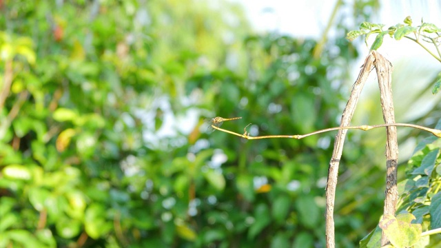 一只蜻蜓栖息在树枝上视频下载