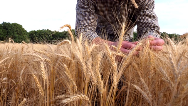 在麦田里，农夫的双手握住并检查麦穗。年轻的农学家的手臂在金色的草地上触摸和探索成熟的麦秆。农业经营的概念。低的观点视频下载