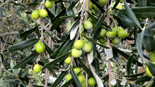 橄榄树的树枝上长着绿色的橄榄视频素材