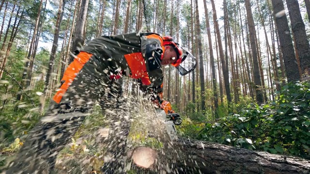 伐木工人正在用电锯砍松树。森林砍伐，森林砍伐概念。视频素材