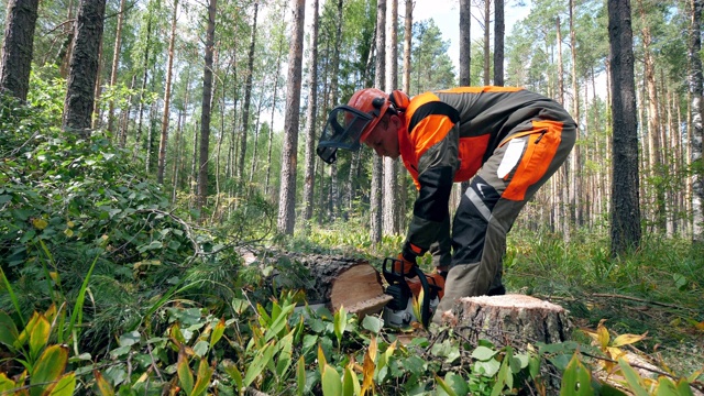 樵夫正在锯一棵砍倒的松树。森林砍伐，森林砍伐概念。视频下载
