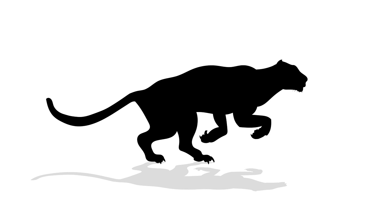 黑豹动物奔跑循环动画视频下载