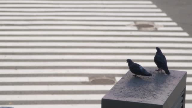 散焦慢镜头日本人走在东京的斑马线上和放松的情侣鸟视频素材
