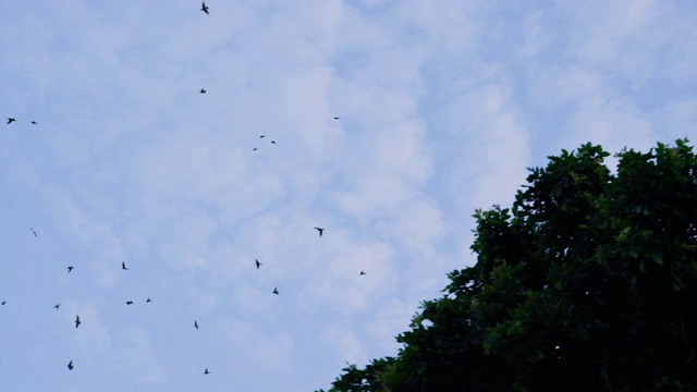 4K鸟群在大自然中飞翔视频素材