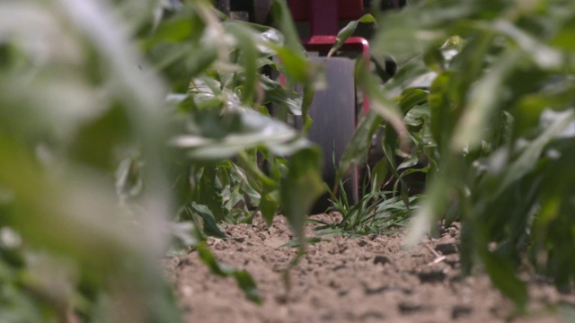 英国田间甜玉米植株间的拖拉机耕作土壤视频下载