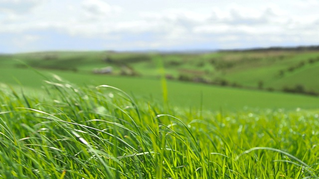 英国坎布里亚郡，有风的牧场上的草在吹视频下载