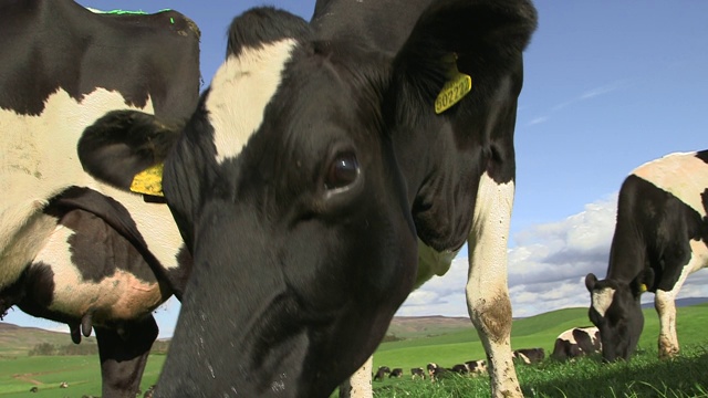英国坎布里亚郡的牧场上，一头奶牛凝视着镜头视频下载