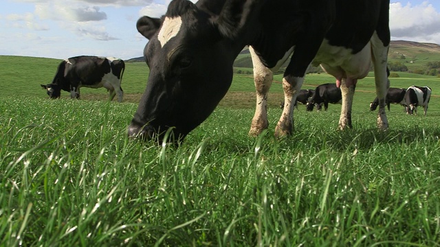 英国坎布里亚郡，奶牛在牧场上吃草视频下载
