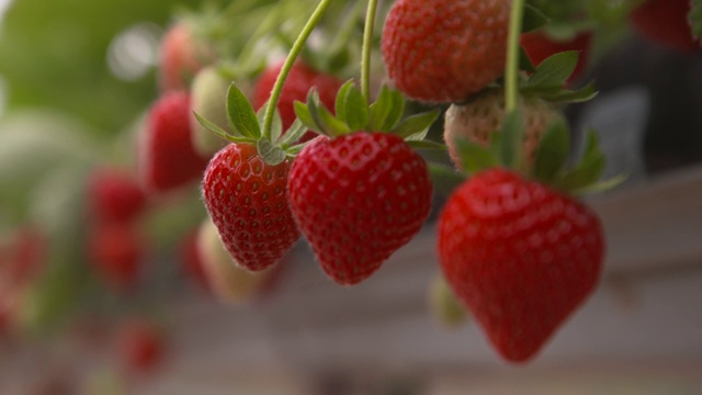 成熟的草莓果实，英国视频下载
