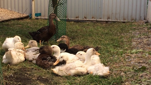 鸭子们一起睡在自家院子里视频下载