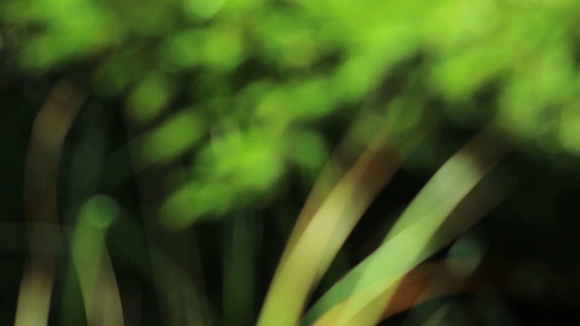 绿草软镜头效果花园视频背景视频素材