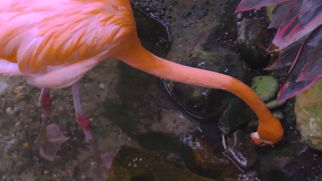 美丽的粉红色火烈鸟站在水里。美丽的背景。视频素材