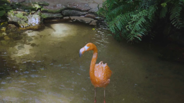 美丽的粉红色火烈鸟站在水里。美丽的背景。视频素材