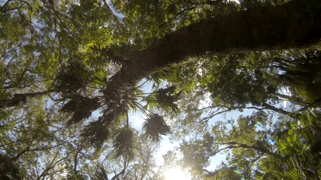 水下垂直视图的森林冠层与弯曲的卷心菜棕榈树视频下载