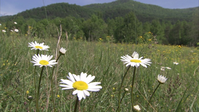 白色的雏菊盛开在阿巴拉契亚山脉的草地上。视频下载