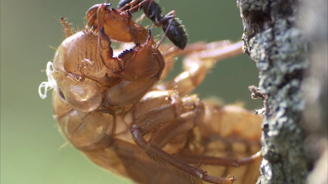 一只蚂蚁在调查蝉蜕下的皮。视频素材
