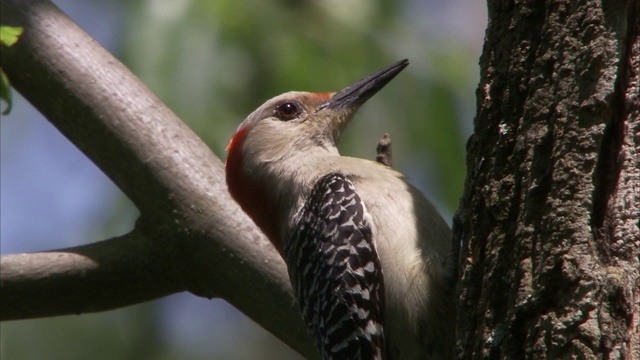 一只啄木鸟栖息在树干上，四处张望。视频下载