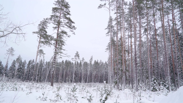在一个多雪的冬天，森林里的高大树木视频下载