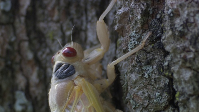一只刚蜕皮的蝉粘在树皮上。视频下载