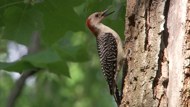 一只啄木鸟轻敲树干，爬进巢洞。视频下载