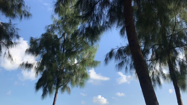 一只鸽子正飞着经过镜头，接着两只鸽子飞了过去，与松树一起进入森林视频素材