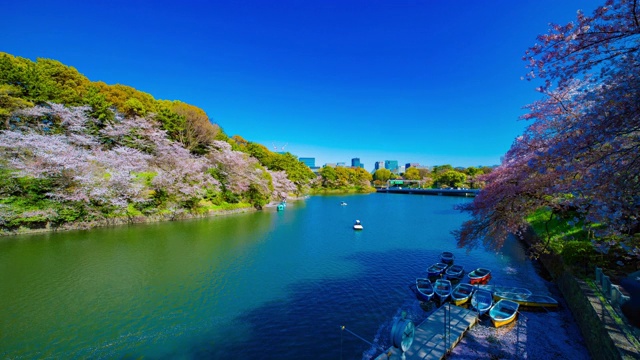 东京千鸟渊池塘与樱桃树的时间间隔在春天宽拍摄视频素材