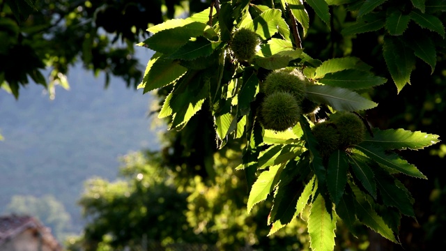 秋收前，美丽的托斯卡纳栗树森林里的栗子果实在风中飘动。意大利。视频下载