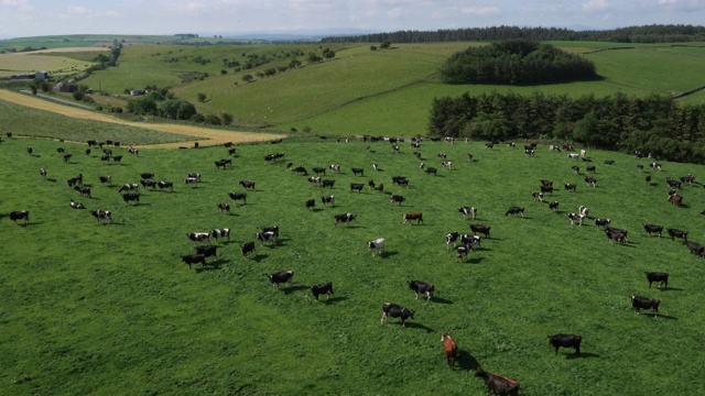 英国坎布里亚郡(Cumbria)的牧场上空，奶牛在吃草视频下载