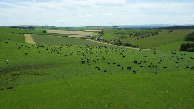 英国坎布里亚郡(Cumbria)的牧场上空，奶牛在吃草视频购买