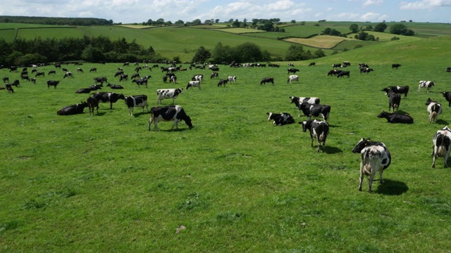 英国坎布里亚郡(Cumbria)的牧场上空，奶牛在吃草视频下载