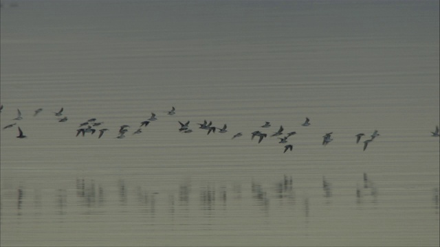 一群鸟的剪影在水面上飞来飞去。视频下载
