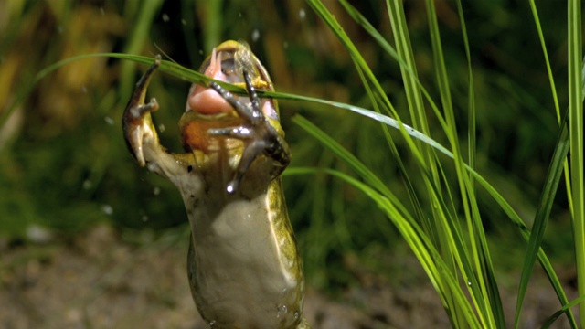 一只青蛙笔直地跳起来，抓住草的长叶子上的昆虫。视频下载