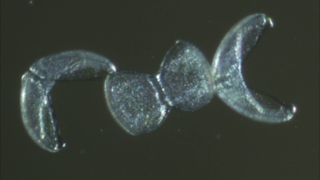 细小的、半透明的贻贝卵似乎彼此相连。视频素材
