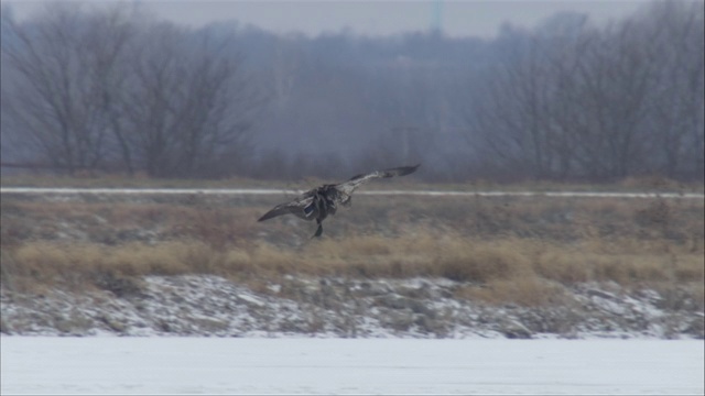 鹰在飞行中捕获猎物，并将其带到淡水中。视频下载
