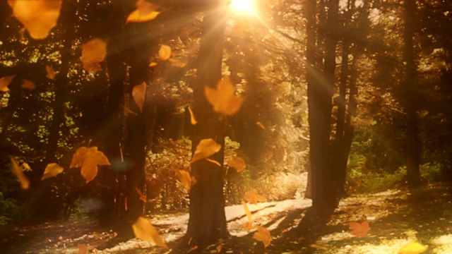 魔法森林里充满了金色的落叶，可循环的动画背景视频下载