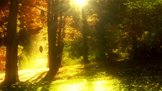 雾林与树叶飘落循环秋天的背景视频下载