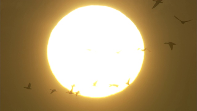 雪雁在灿烂的阳光下飞翔的剪影。视频下载