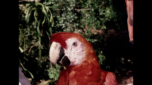 一对被囚禁在迈阿密的金刚鹦鹉;1980视频素材