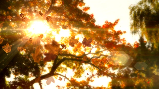 公园的树木与金色的叶子落下循环的背景视频下载