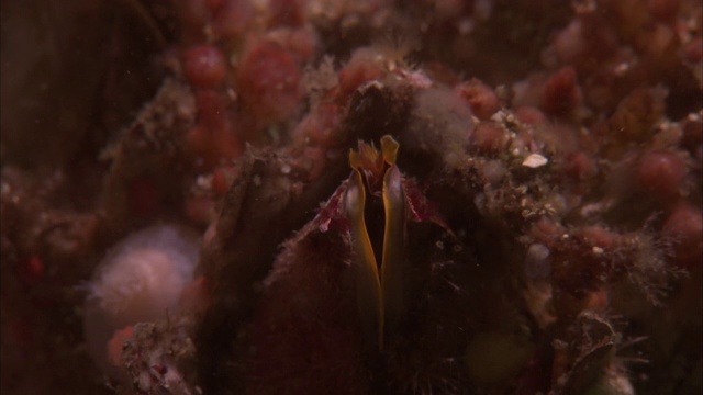 海洋植物和生物在太平洋的珊瑚周围游动视频素材