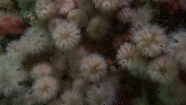 微小的白色结节构成了太平洋珊瑚礁的一部分。视频下载
