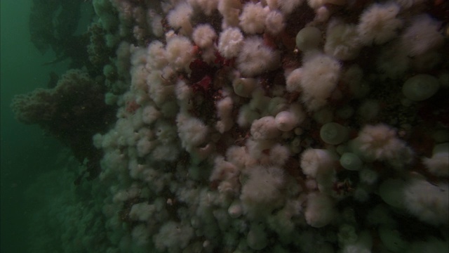 淡粉色的结节在太平洋礁的一侧。视频下载
