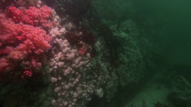 水生植物生长在太平洋珊瑚礁上鲜艳的玫瑰色珊瑚周围。视频素材