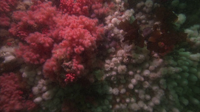 充满活力的粉红色珊瑚生长在太平洋珊瑚礁的白色结核中。视频素材