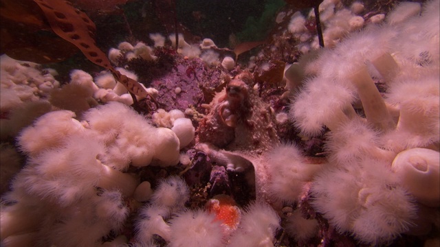 一只章鱼在太平洋暗礁上的白色多节珊瑚中游动。视频素材