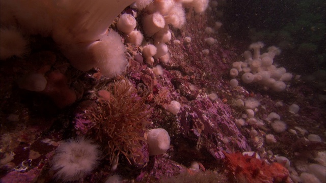 一只章鱼滑下太平洋暗礁上浅粉色的珊瑚。视频素材