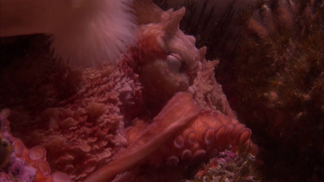 一只章鱼把它的手臂伸到太平洋暗礁上的一个彩色珊瑚上。视频素材