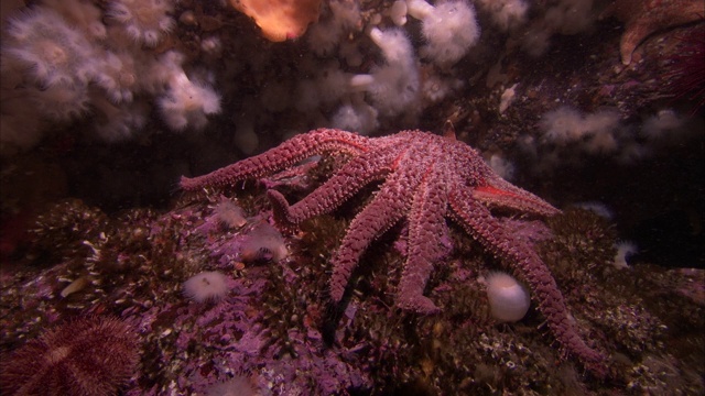 一只章鱼海葵在太平洋暗礁上多节的珊瑚上面。视频素材