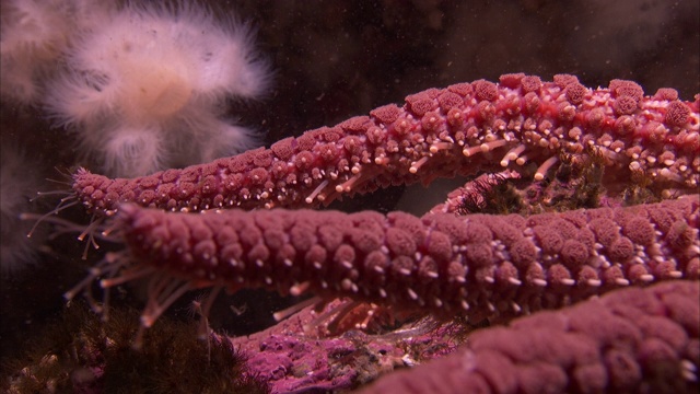 一只章鱼在太平洋暗礁上移动它的手臂。视频素材
